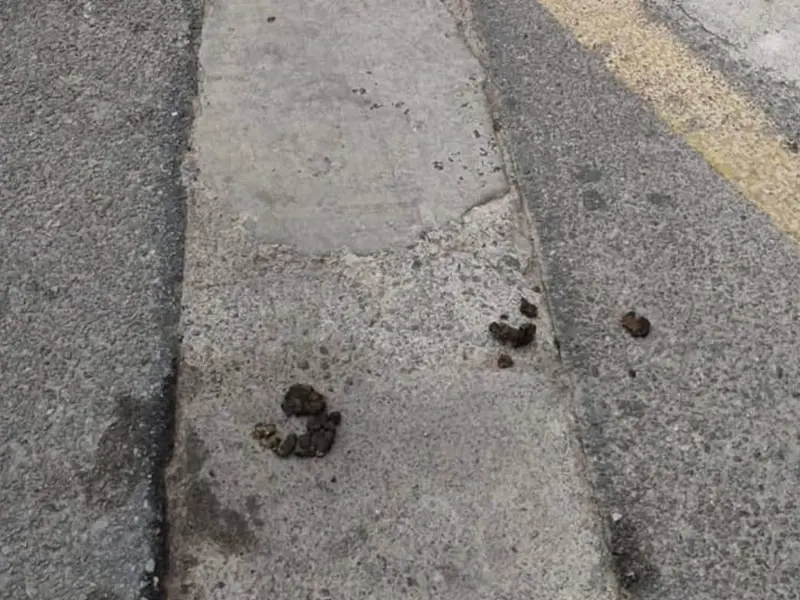 Suciedad en las calles de Juan de Juanes / Cedida