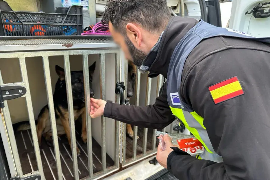 Los canes de la Jefatura Superior de la Polic&iacute;a Nacional en Ceuta tambi&eacute;n se han desplazado hasta Garc&iacute;a Aldave este mi&eacute;rcoles / Mohammed Ettouileb