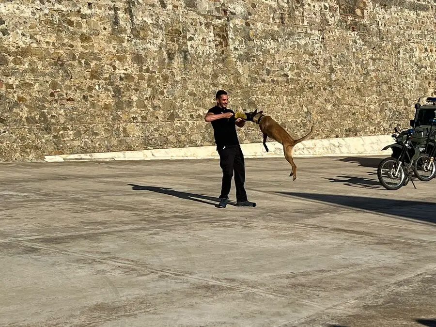 Exhibici&oacute;n de la Unidad Canina en las Murallas Reales / Daniel Hern&aacute;ndez
