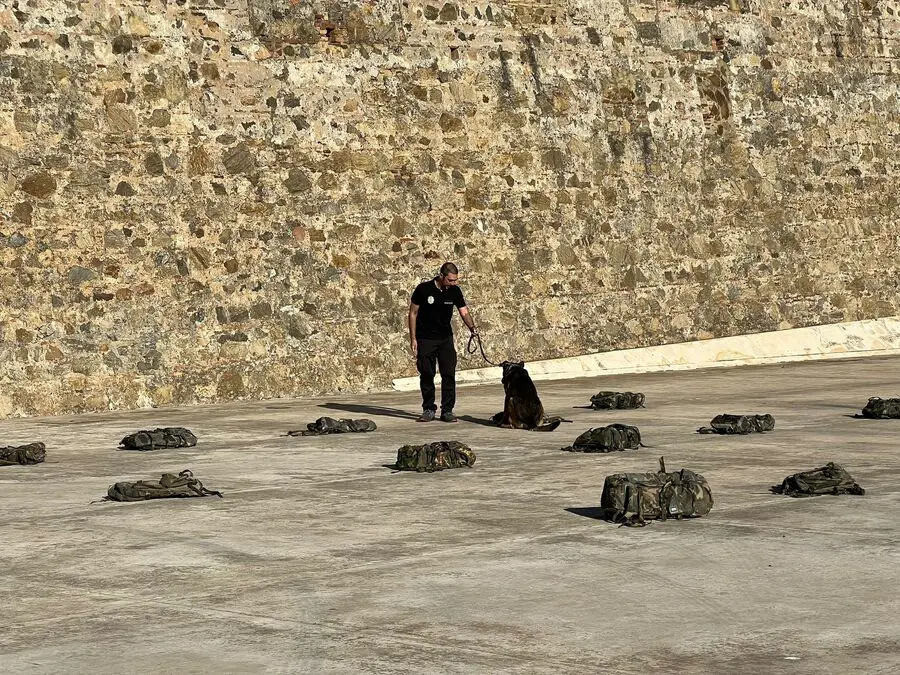 Exhibici&oacute;n de la Unidad Cinol&oacute;gica en la Murallas Reales / Daniel Hern&aacute;ndez