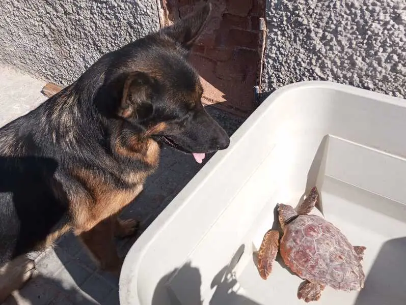 Duque observa a una tortuga que, dentro de poco, volver&aacute; al mar/ Juanjo Coronado