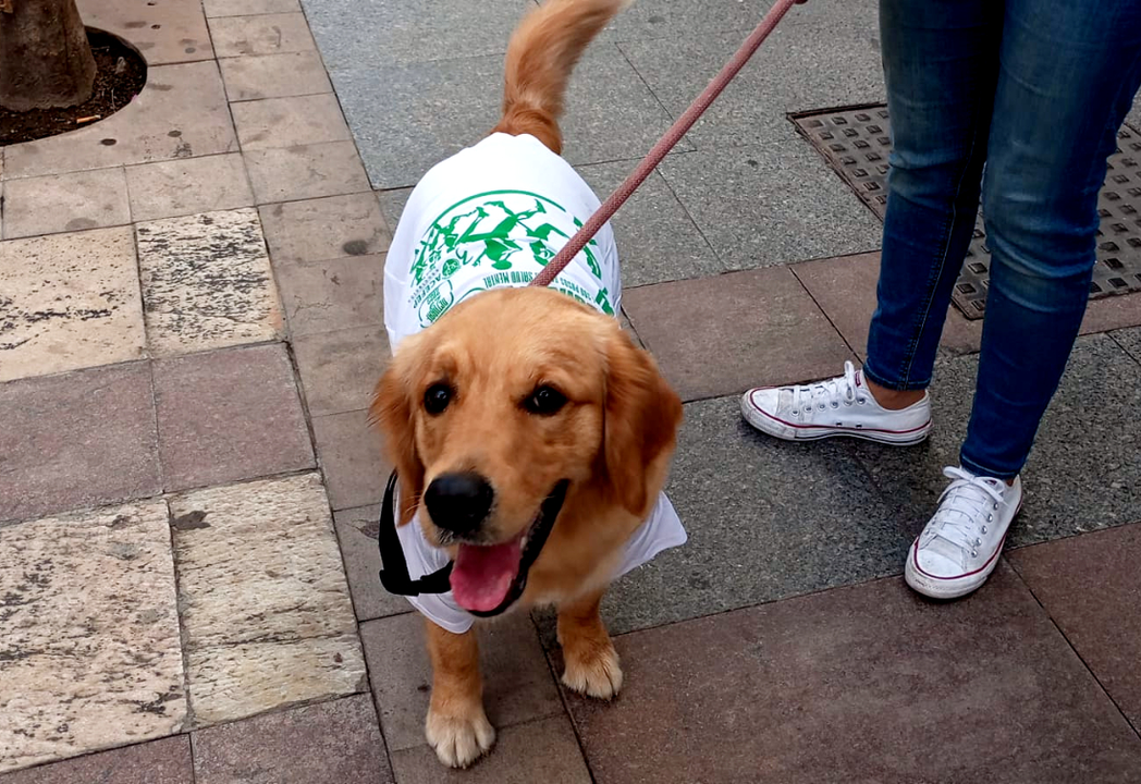 Carrera Solidaria de ACEFEP (17)