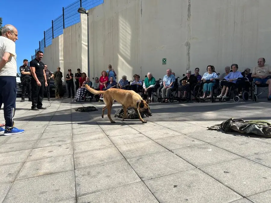 Exhibici&oacute;n canina / Daniel Hern&aacute;ndez