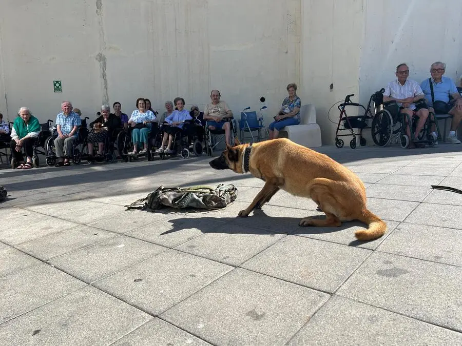 Exhibici&oacute;n canina / Daniel Hern&aacute;ndez