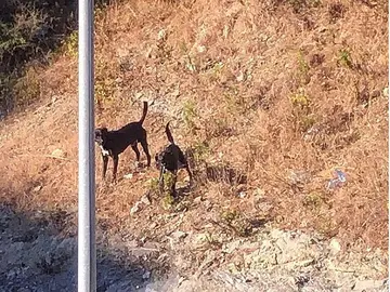 Animales abandonados en Los Rosales / Archivo