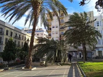 Palmera rota en Plaza de &Aacute;frica