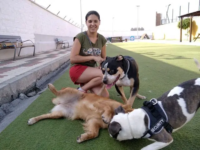 Perros en el parque / Archivo
