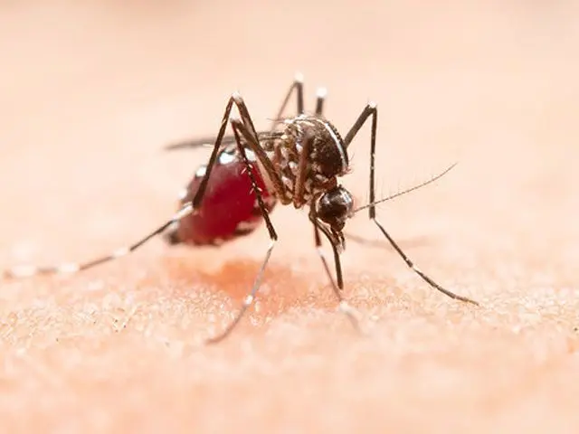 Mosquito tigre/ Archivo