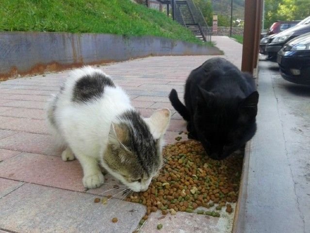 Dos gatos callejeros dando buena cuenta del pienso/ Archivo