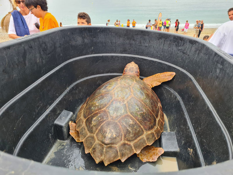 Una de las tortugas liberadas este domingo en la playa de San Amaro / Laura Ortiz