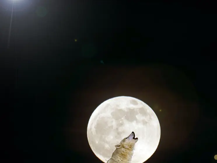 Luna de Lobos