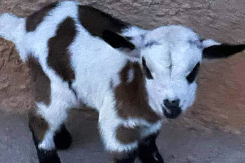 La cabra 'Borrasca', tras nacer/ Foto: Alfonso Morey