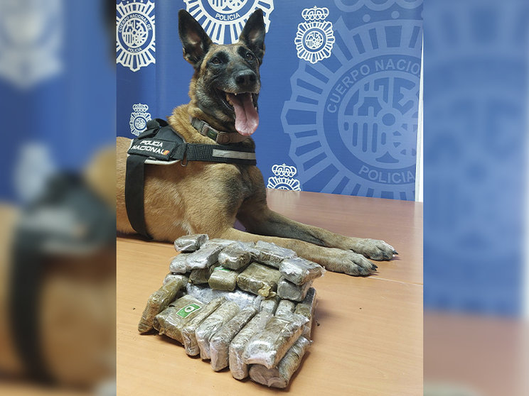 Nea, agente canina responsable del hallazgo / Policía Nacional