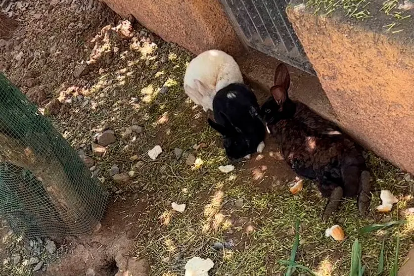 Animales en Miramar Bajo