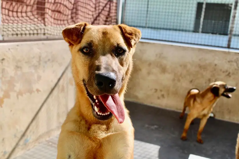Perros acogidos en la protectora / Archivo