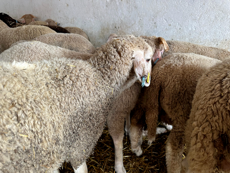 Establecimiento para la venta de borregos en las semanas previas de la Fiesta del Sacrificio  (1)