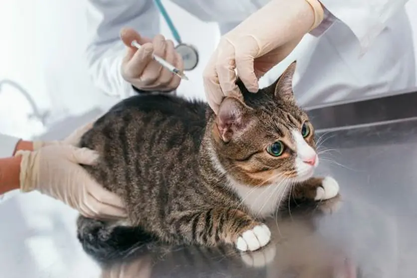 veterinario