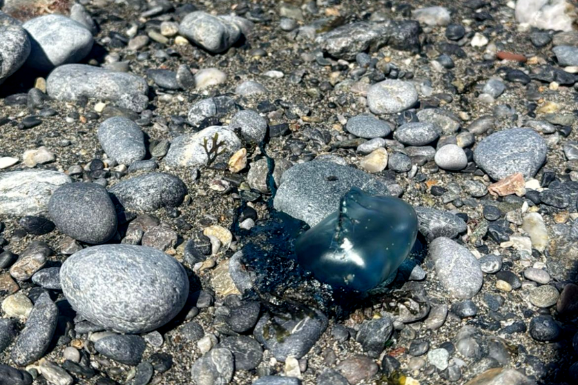 Localizado un ejemplar de carabela portuguesa en la playa de Benz&uacute;