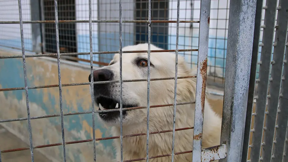 Un perro de la Protectora de Animales / Archivo