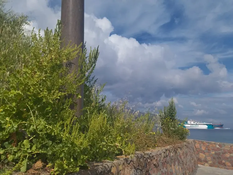 Zona de los viveros en San Amaro