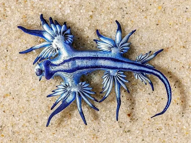 DRAG&Oacute;N AZUL