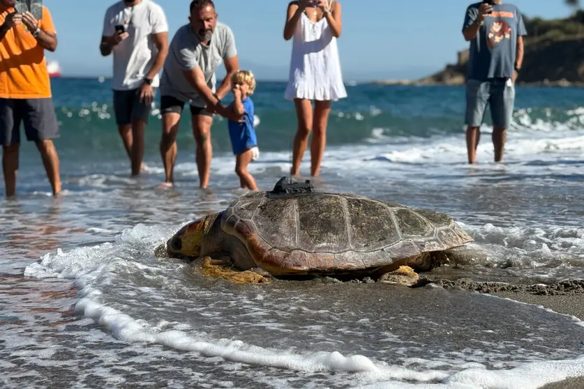 Tortuga CECAM / Alma Palomino
