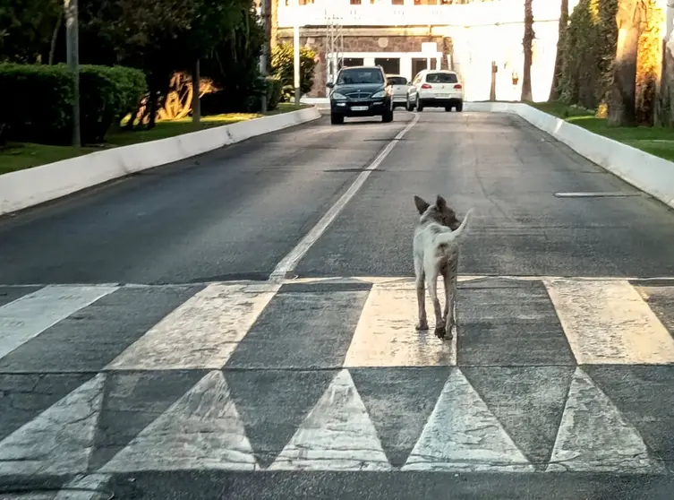 Ceuta declara el foco de rabia tras el positivo de un perro de raza cruzada con podenco_