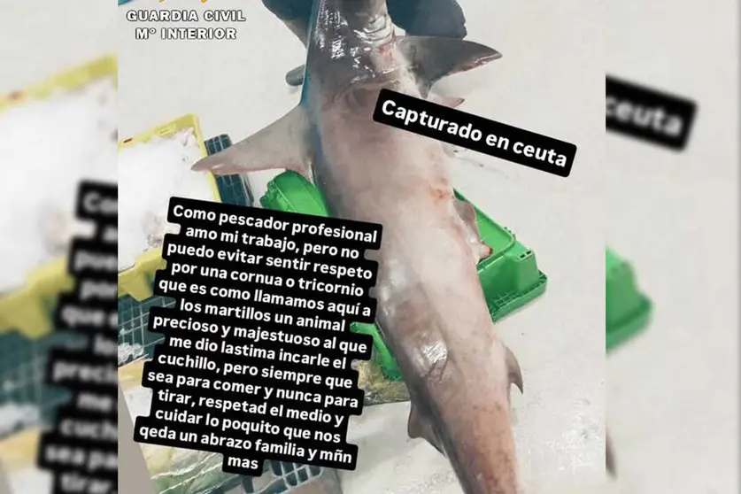 Tibur&oacute;n martillo capturado ilegalmente