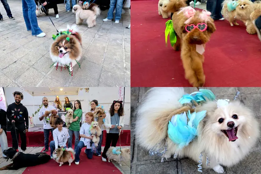 Desfile Marina Dog en la Semana del Comercio