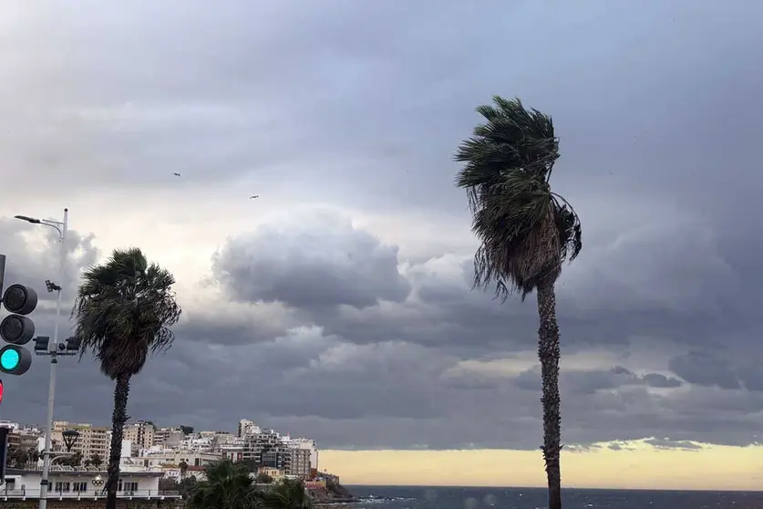 Vientos en las palmeras  / Alma Palomino