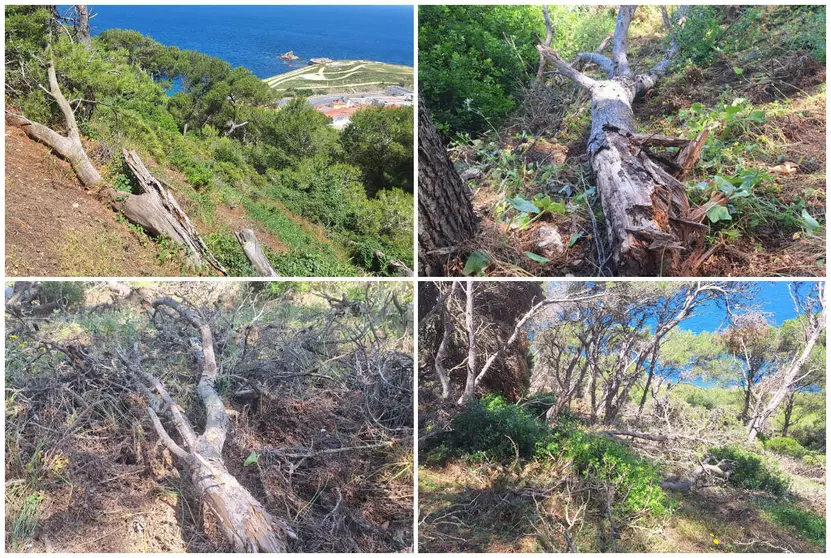 El Monte Hacho, bajo vigilancia: vecinos denuncian el peligro de incendio por &aacute;rboles arrancados sin retirar