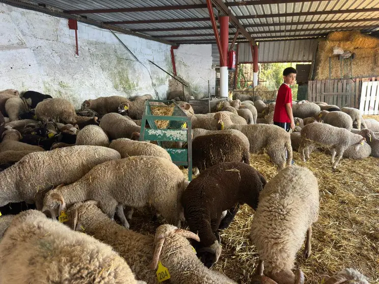 La cuenta atr&aacute;s del Eid dispara la venta de borregos: &ldquo;Ya est&aacute; pr&aacute;cticamente todo agotado&rdquo;