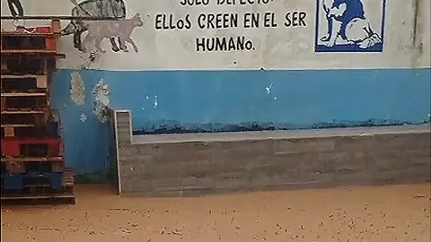 Protectora de animales/ Archivo