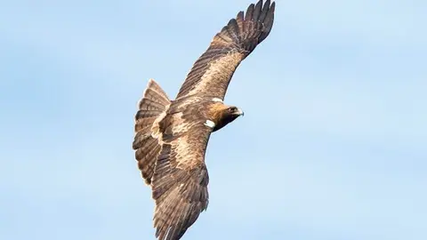 Observaci&oacute;n de aves / Archivo