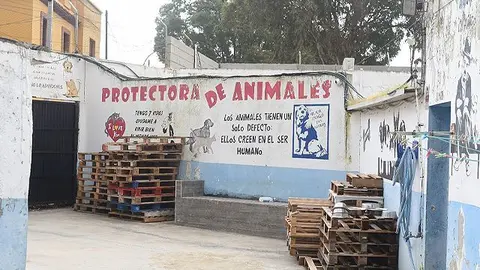 Protectora de animales / Archivo