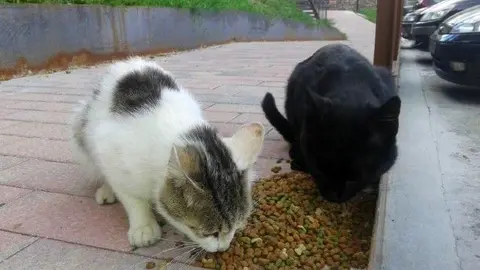 Dos gatos callejeros dando buena cuenta del pienso/ Archivo