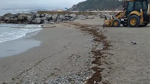 Imagen del alga invasora / Cedida