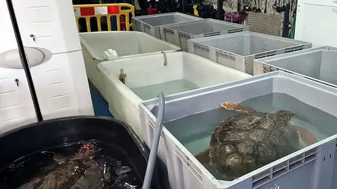 Tortugas en CECAM / Archivo