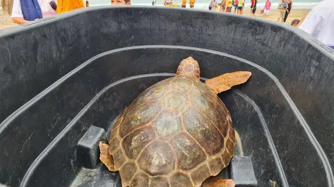 Una de las tortugas liberadas este domingo en la playa de San Amaro / Laura Ortiz