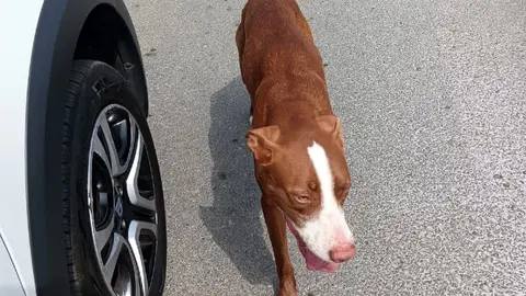 La perra ha sido encontrada en el Monte Hacho este domingo