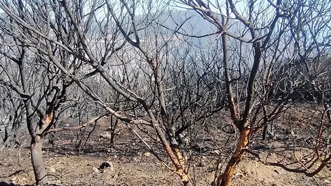 Las consecuencias del Incendio