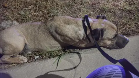 Un perro de la Protectora, tras el desalojo/ Cedida