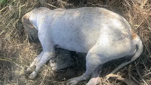Perro abandonado / Cedida