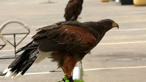 Dos halcones, en sus puestos / Mohamed Ettouileb