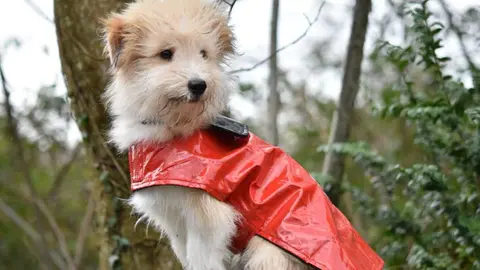 Perro con protecci&oacute;n contra el fr&iacute;o / cedida