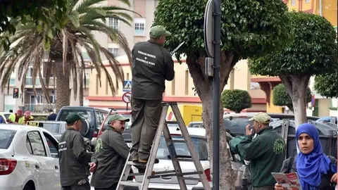 Operarios de las Brigadas Verdes (Archivo)