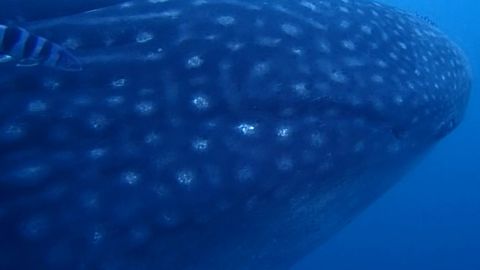 Imagen del tibur&oacute;n ballena avistado en Ceuta / Cedida
