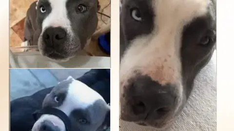 Niki, perrita desaparecida en El Recinto