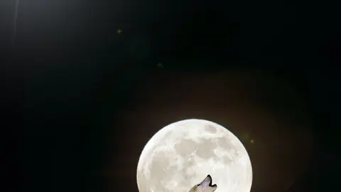 Luna de Lobos