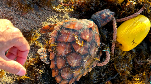 La peque&ntilde;a tortuga era rescatada por el CECAM a &uacute;ltima hora de la tarde de este s&aacute;bado / CECAM